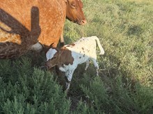 Ragna/Chopper Heifer 26