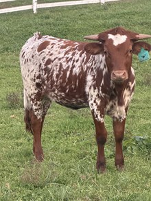 PRF Cool Speckles