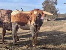 Queen Bomber 23 Heifer