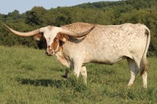 Iron Nugget X Cut N Dried heifer