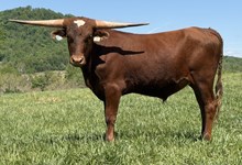 24-55 Steer