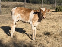 Dixie's Bull calf 26