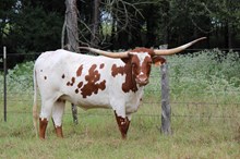 Brazos Belle 36/23