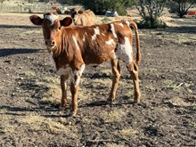 Jovi's Heifer calf 26