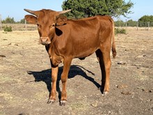 Rosely's Heifer