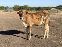 Lindsey's Heifer 26
