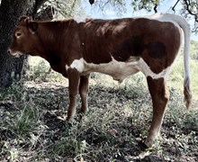 Fool Me Once (steer)