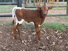 Lacey Pearl/Cinch Heifer 26