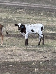 Horn Wine X Top Pearl 25 Bull