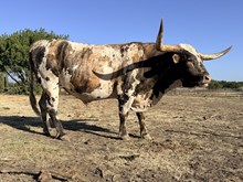 KKR AIN'T THAT SOME BULL