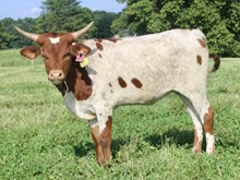 HL Cowbell