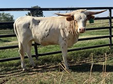 Casino Heifer 25