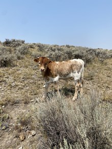 BULL 424