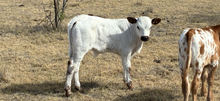 RO Sweetie Pie X Fireman BCR 049 bull calf