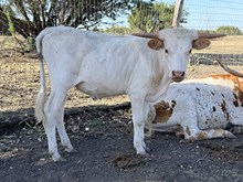 Plum's Bull