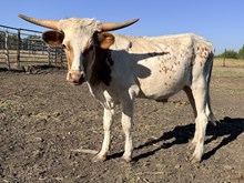 Windy's Bull