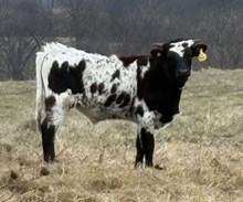 COWBOY - BULL