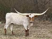 LRF Bo Peep