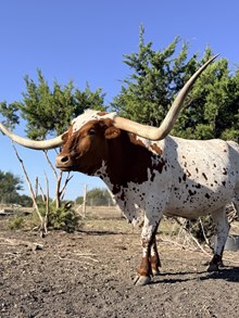 KKR COWBOY PRINCE