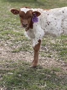 Reckon So X Concealed Blade 26 Heifer
