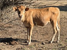 Buckle Bunny Heifer 26
