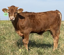 MARLBORO MAN X DANIELLES ICON bull