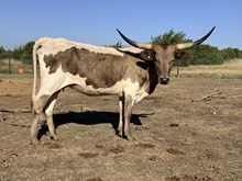 MN 50Shades Grulla Magic