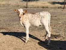 Tiger Lily Heifer 26