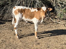 Swagger's Bull 26