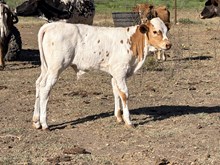 Polly's Bull 26