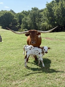 Ying Yang/Chopper Bull 26