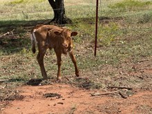 Sweetie/Chopper heifer 26