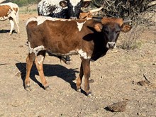 Dynamic Rose Calf