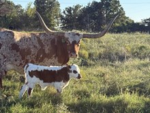 Lucky Gal F1 Cross Bull 26