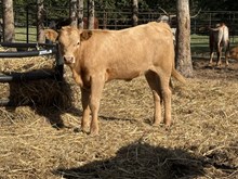 Casino/Char Heifer 26