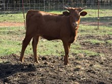 Wynonna/Chopper Heifer 26