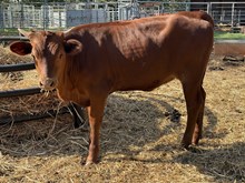 Pearlie/Chopper Heifer 26