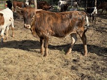 Missy/Fred Bull 26