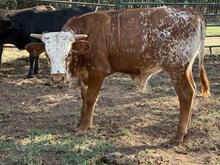 Fancy/Chopper Bull 26