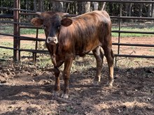Reba/Chopper Bull 26