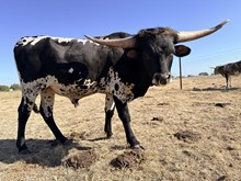 KKR CRACKED MIDNIGHT ONYX