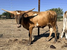 Dixie's Steer 25