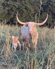 Goldie/Oliver Bull 26