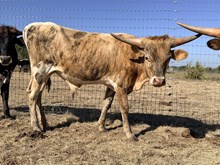 BS Bull 25