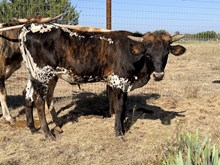 Gaudy's Steer 25