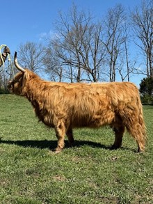 Apple Hill Ginger