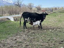 Honey Bear Heifer 25