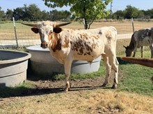 Poppy's Steer 25