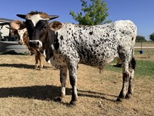 OL TOO Much Calf