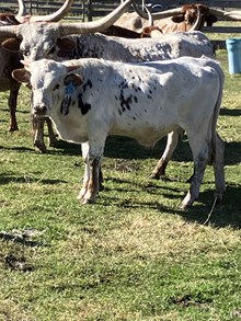 Reckon So X Ticket to Win 24 Bull